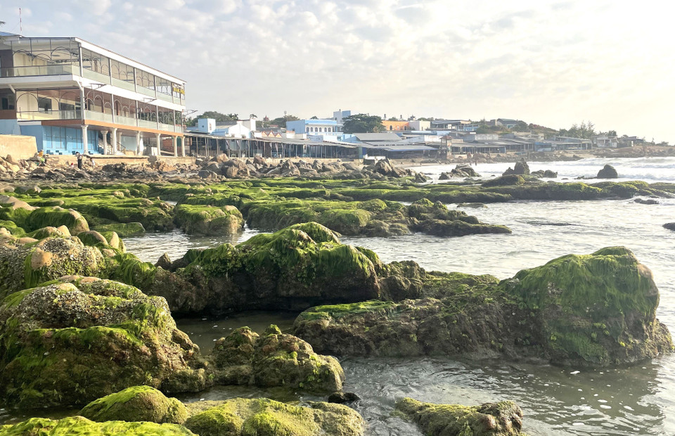 El momento ideal para la "caza de musgo" es alrededor de las 5:00 y 6:00 de la mañana, cuando la marea acaba de bajar. (Fuente: VNA)
