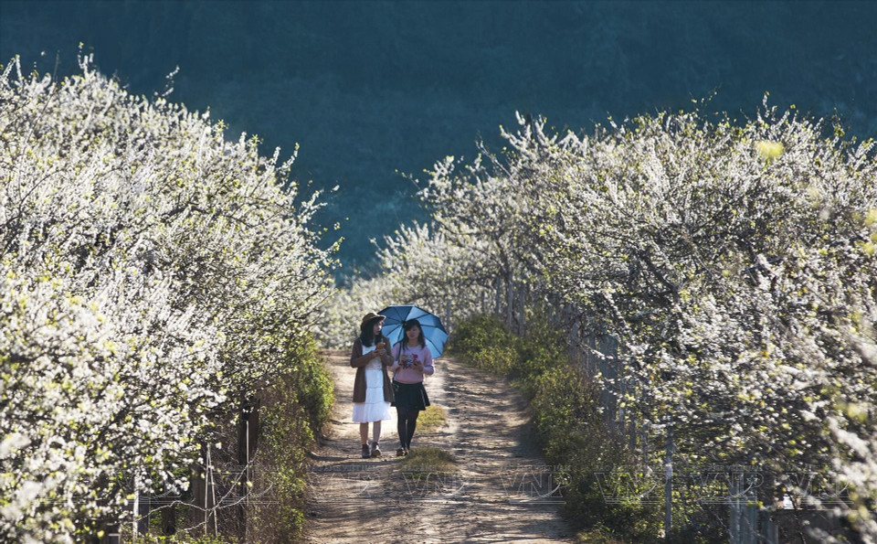 Los turistas disfrutan paseando por senderos repletos de flores. (Fuente: VNA)