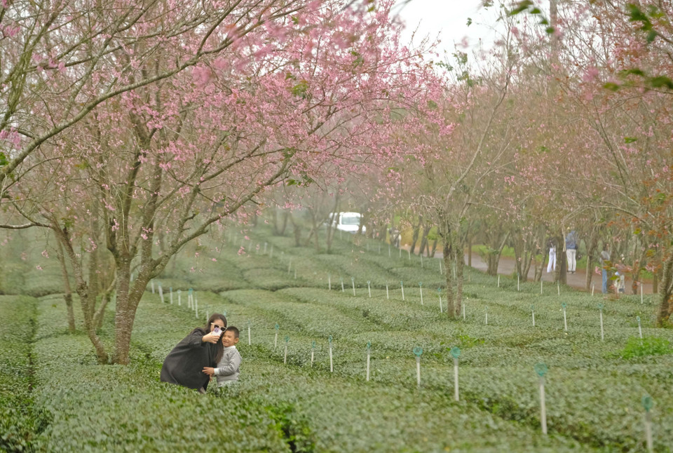 Turistas toman fotos de recuerdo en medio del bosque de dicha flor en Da Lat. (Fuente: VNA)