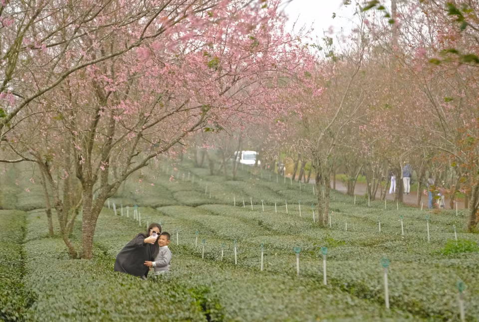 Turistas toman fotos de recuerdo en medio del bosque de dicha flor en Da Lat. (Fuente: VNA)