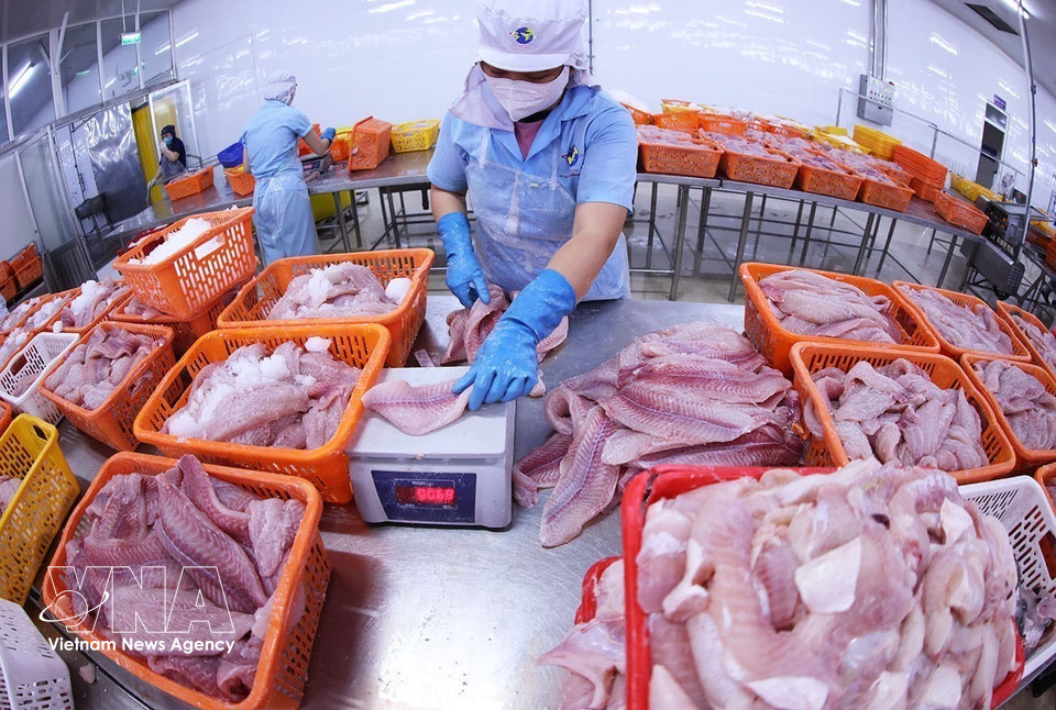 Clasificación de productos derivados del pescado tra antes de su congelación en la fábrica Dai Tay Duong (Navico), una de las mayores cadenas de producción y exportación de pangasius de circuito cerrado del mundo. (Fuente: VNA)