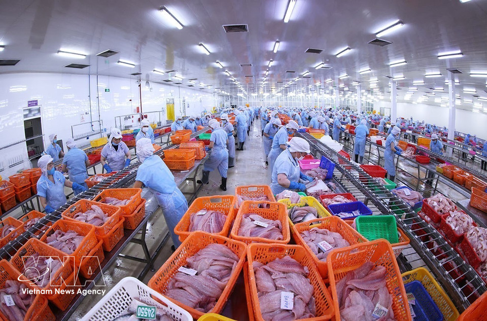 Línea de procesamiento de pangasius conforme a estándares de exportación en la fábrica Dai Tay Duong, filial de Navico, una de las mayores cadenas de producción y exportación de pangasius de circuito cerrado del mundo. (Fuente: VNA)