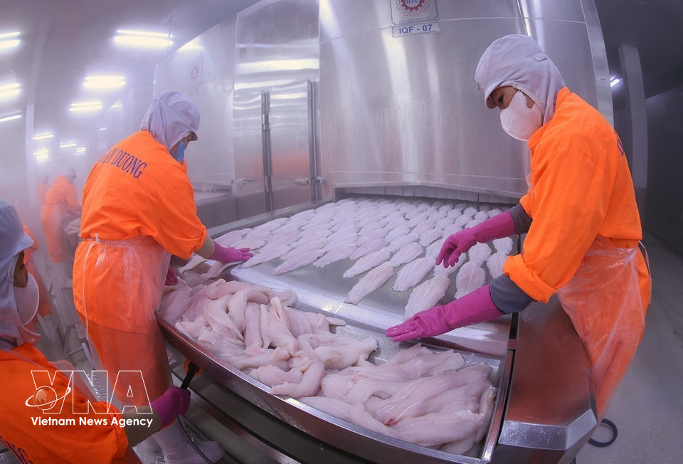 Proceso de congelación de productos en la fábrica Dai Tay Duong (Navico), una de las mayores cadenas de producción y exportación de pangasius de circuito cerrado del mundo. (Fuente: VNA)