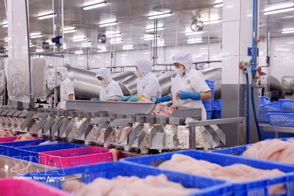 Los productos de pangasius de la empresa cuentan con certificaciones internacionales de calidad como ISO, GlobalGAP, HACCP, IFS, BRC, GMP y Halal, y se exportan a mercados de China, Oriente Medio, Brasil, Asia, México y Estados Unidos. Los ingresos de la compañía crecen cada año y se prevé que alcancen los 46 millones de dólares en 2026 y los 53,8 millones de dólares en 2027. (Fuente: VNA)