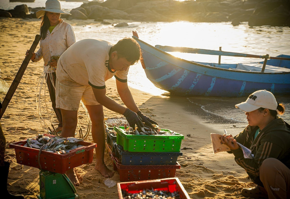 Mariscos recién capturados se compran directamente. (Fuente: VNA)