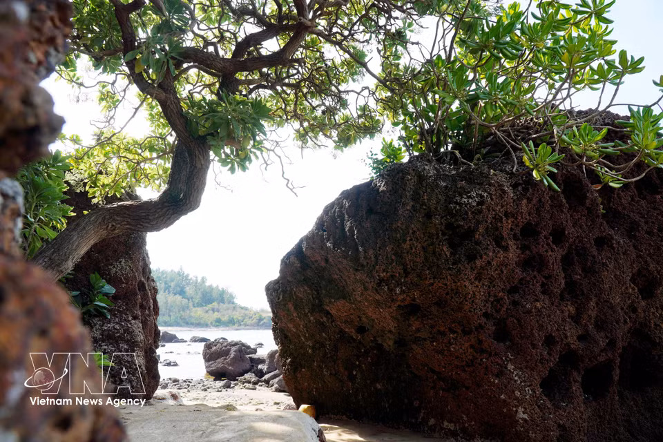 Los árboles y las rocas se mezclan para crear una escena pintoresca junto al mar. (Fuente: VNA)