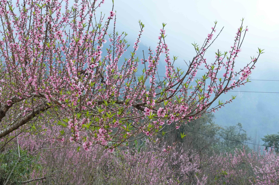 La aldea turística comunitaria Sin Suoi Ho se engalana con los vibrantes colores de las flores de durazno a finales de año. (Fuente: VNA)