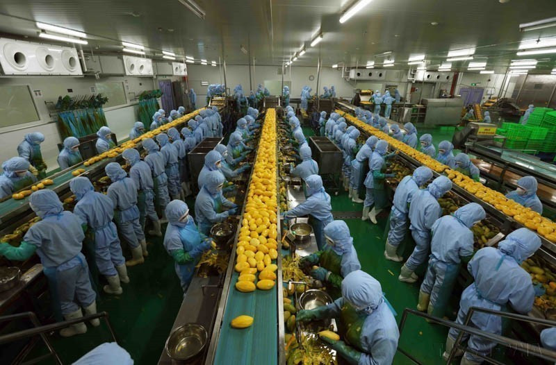 La fábrica de procesamiento agrícola de la empresa B'LaoFood en el Parque Industrial Loc Son, ciudad de Bao Loc, es la más grande de la provincia altiplana de Lam Dong, con una línea de producción con maquinarias y tecnologías suecas modernas. (Fuente: VNA)