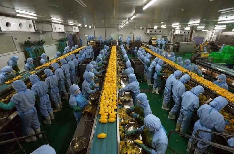 La fábrica de procesamiento agrícola de la empresa B'LaoFood en el Parque Industrial Loc Son, ciudad de Bao Loc, es la más grande de la provincia altiplana de Lam Dong, con una línea de producción con maquinarias y tecnologías suecas modernas. (Fuente: VNA)