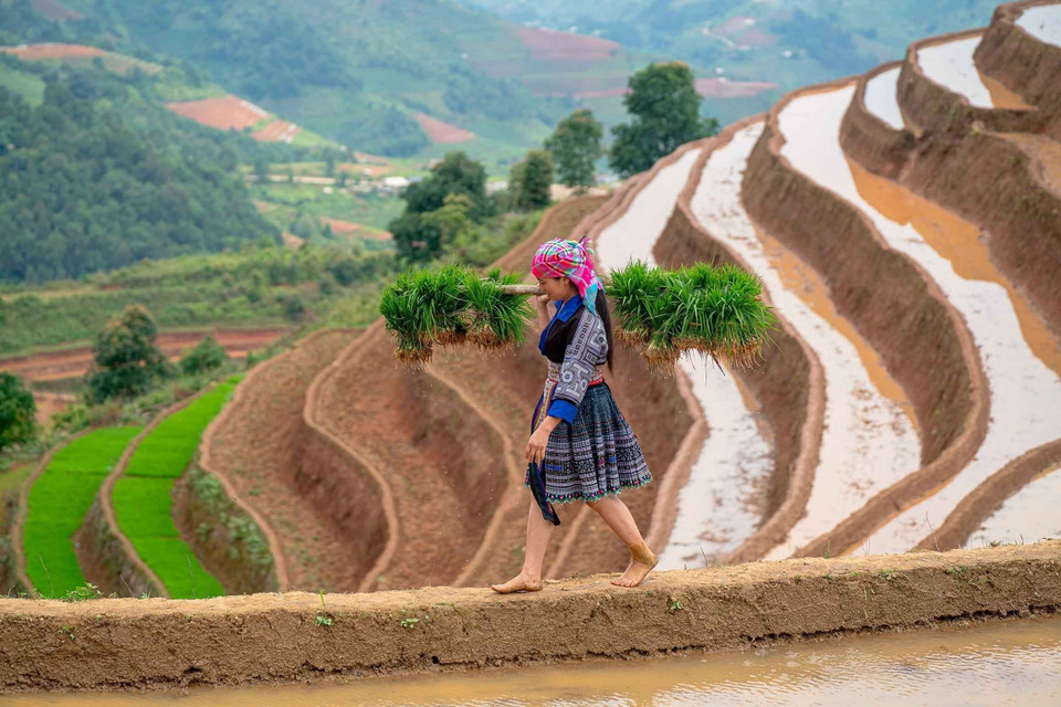 Habitantes de la comuna de Lao Chai, provincia de Lao Cai, inician la siembra cuando empieza la temporada de riego. (Fuente: VNA)