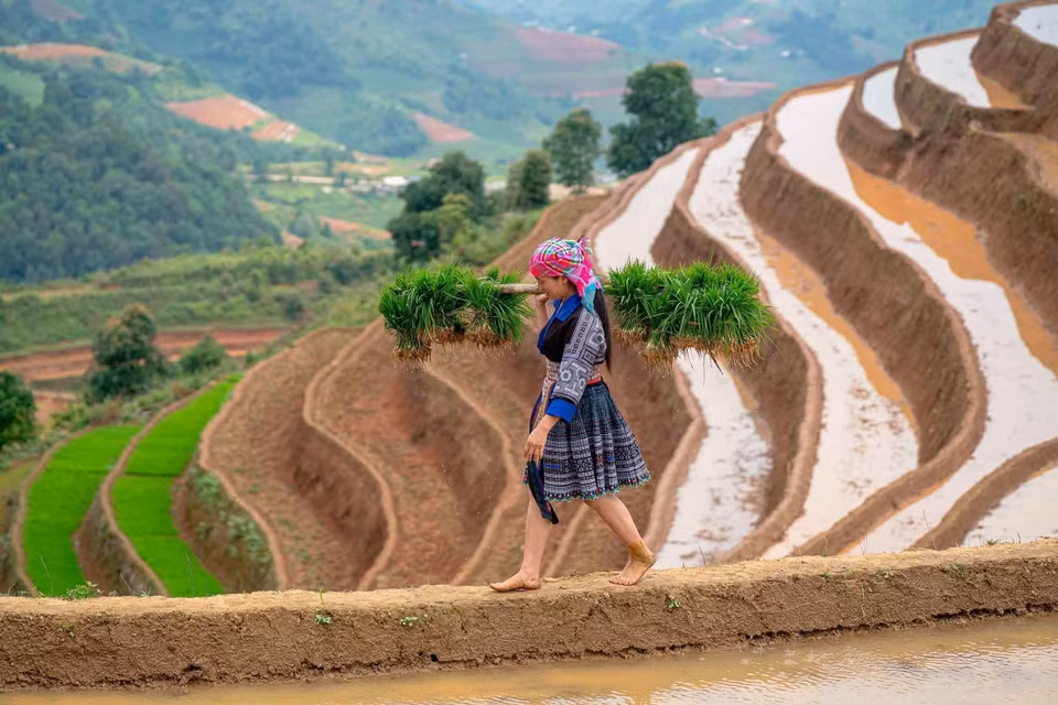 Habitantes de la comuna de Lao Chai, provincia de Lao Cai, inician la siembra cuando empieza la temporada de riego. (Fuente: VNA)