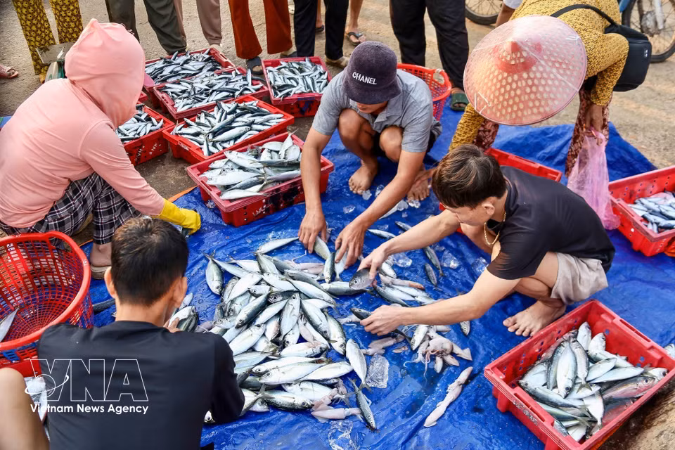 El mercado de pescado de la Zona Especial de Ly Son, provincia de Quang Ngai, destaca por sus productos acuáticos frescos y conserva el ambiente animado y colorido de un mercado marítimo tradicional. (Fuente: VNA)