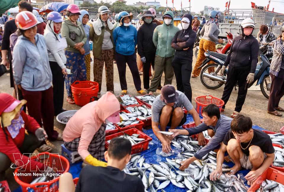 El mercado de pescado de la Zona Especial de Ly Son, en la provincia de Quang Ngai, destaca por su marisco fresco y conserva el ambiente animado y colorido de un mercado marítimo tradicional. (Fuente: VNA)