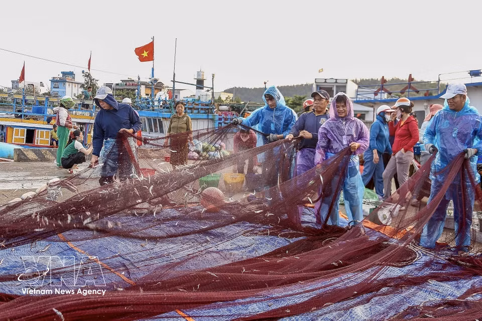 Los pescadores recogen sus capturas de las redes de cerco y las clasifican allí mismo en el muelle para llevarlas a tiempo al mercado. (Fuente: VNA)