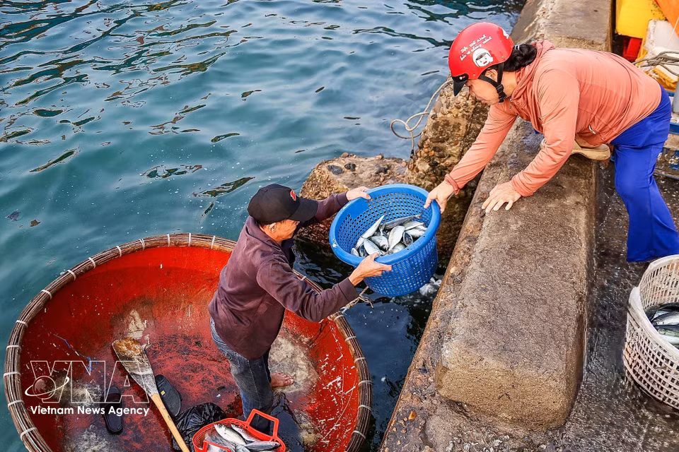 En sus barcas de mimbre, los pescadores transportan productos acuáticos a tierra, una imagen sencilla que se suma al vívido panorama del trabajo en esta isla de avanzada. (Fuente: VNA)