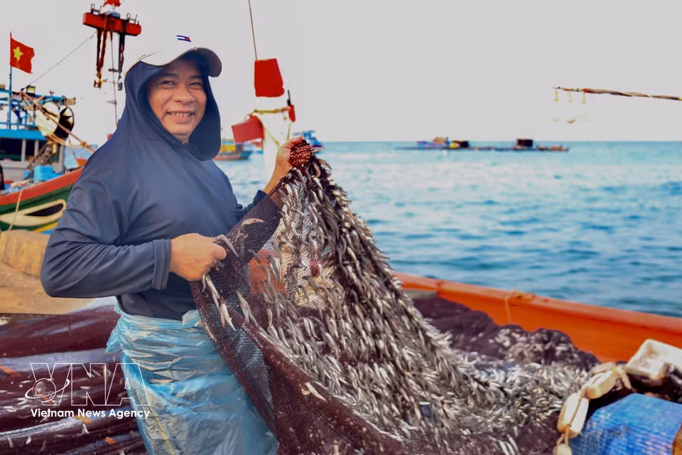 Las radiantes sonrisas de los pescadores de la isla de Ly Son cuando cosechan una red llena de peces. (Fuente: VNA)