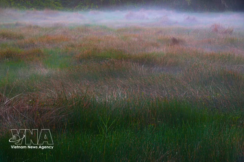 La belleza rústica de la campiña de Can Tho entre la niebla matutina. (Fuente: VNA)