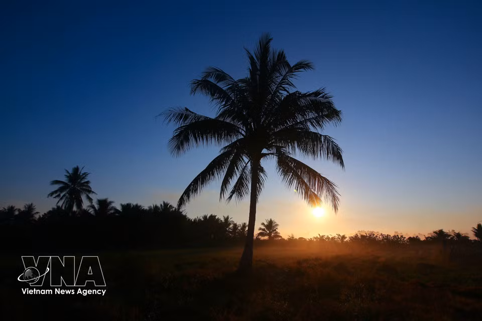 Las sombras de los árboles se proyectan bajo la suave luz del sol, creando una escena natural poética. (Fuente: VNA)