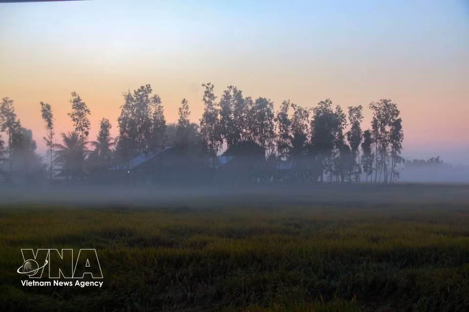 Los extensos campos están envueltos en una fina niebla, creando una escena mágica y apacible. (Fuente: VNA)