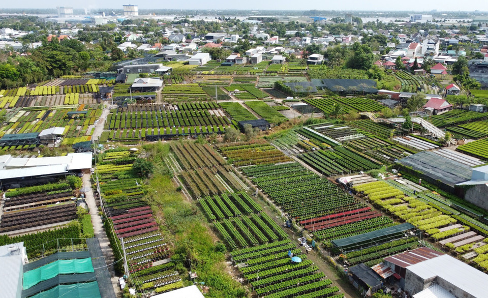 El cultivo de flores en espalderas es una técnica agrícola tradicional de los agricultores de la Aldea de Flor de Sa Dec. (Fuente: VNA)