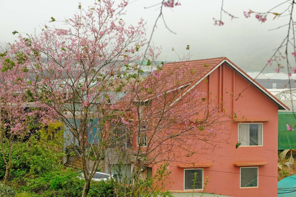 Una casa en la ciudad de Da Lat se encuentra a lado de una hilera de mai anh dao. (Fuente: VNA)