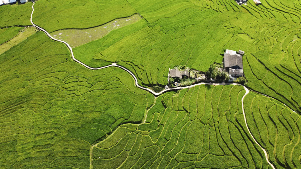 Pueblo tranquilo en la temporada de arroz verde en Ta Van. (Fuente: VNA)