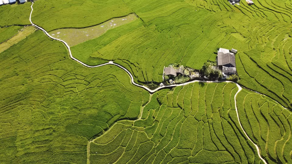 Pueblo tranquilo en la temporada de arroz verde en Ta Van. (Fuente: VNA)