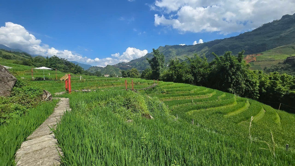 Los pequeños senderos entre los campos de arroz son lugares ideales para caminar y vivir experiencias inolvidables en Ta Van. (Fuente: VNA)