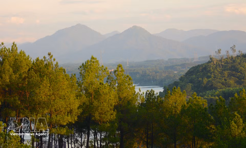 Las hileras de pinos verdes que rodean la colina crean un ambiente tranquilo y agradable, perfecto para pasear, tomar fotografías y relajarse. (Fuente: VNA)