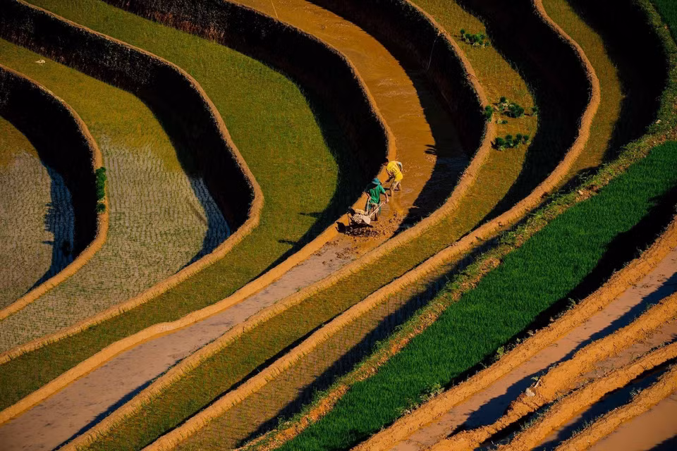 La belleza de los campos en terrazas durante la temporada de riego en la comuna de Lao Chai, provincia de Lao Cai. (Fuente: VNA)