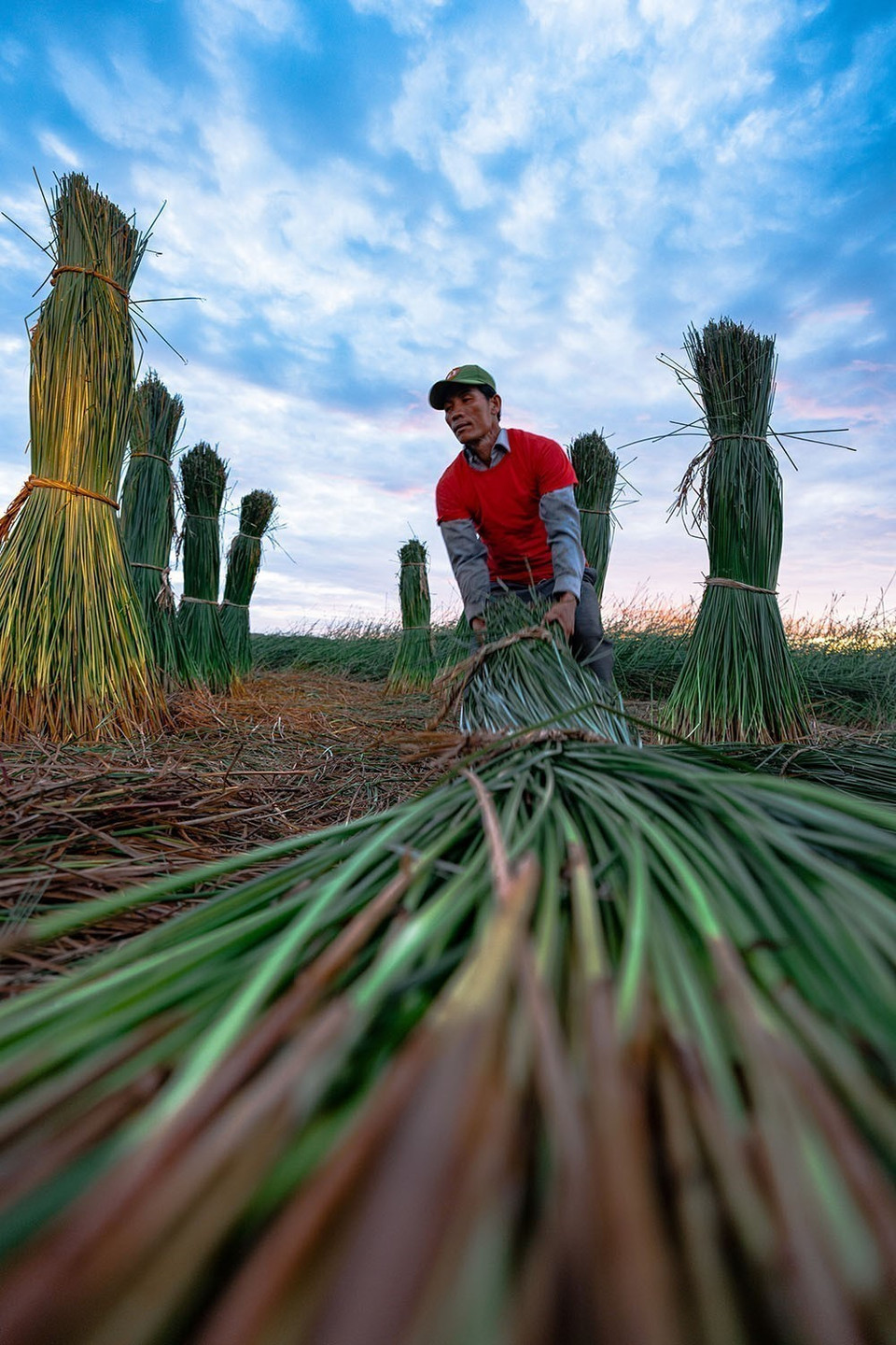 Para el tejido de esteras, las materias primas son muy importantes, por lo que deben seleccionarse con cuidado, con el fin de tener productos de calidad. (Fuente: VNA)
