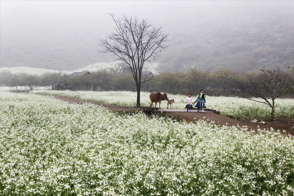 En primavera, los campos de colza blanca también florecen. (Fuente: VNA)