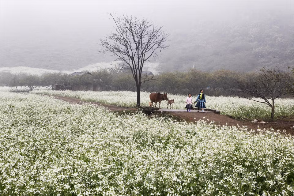 En primavera, los campos de colza blanca también florecen. (Fuente: VNA)