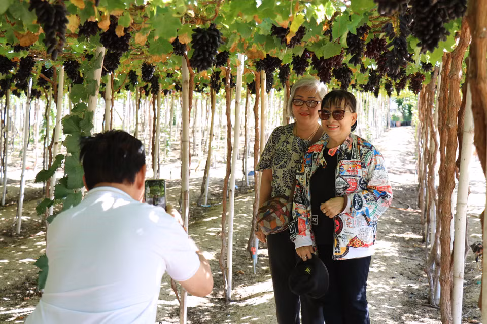 Los turistas visitan y toman fotografías de recuerdo en la aldea de uvas Thai An, en la comuna de Vinh Hai, distrito de Ninh Hai. (Fuente: VNA)