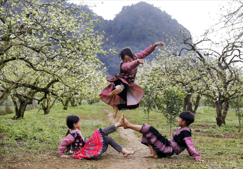 Los niños del grupo étnico Hmong se reúnen para jugar bajo los ciruelos que están en plena floración con deslumbrantes flores blancas. (Fuente: VNA)