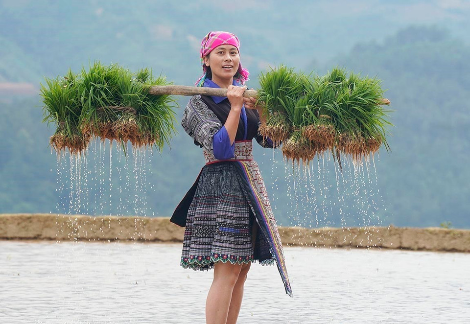 La gente de Mu Cang Chai está ocupada iniciando la nueva cosecha de arroz. (Fuente: VNA)