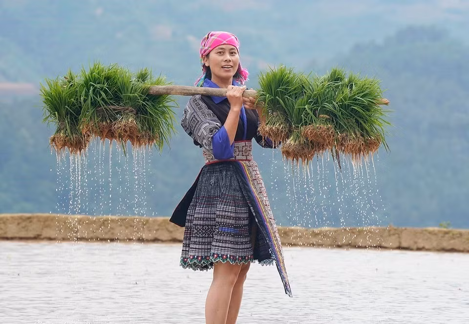La gente de Mu Cang Chai está ocupada iniciando la nueva cosecha de arroz. (Fuente: VNA)