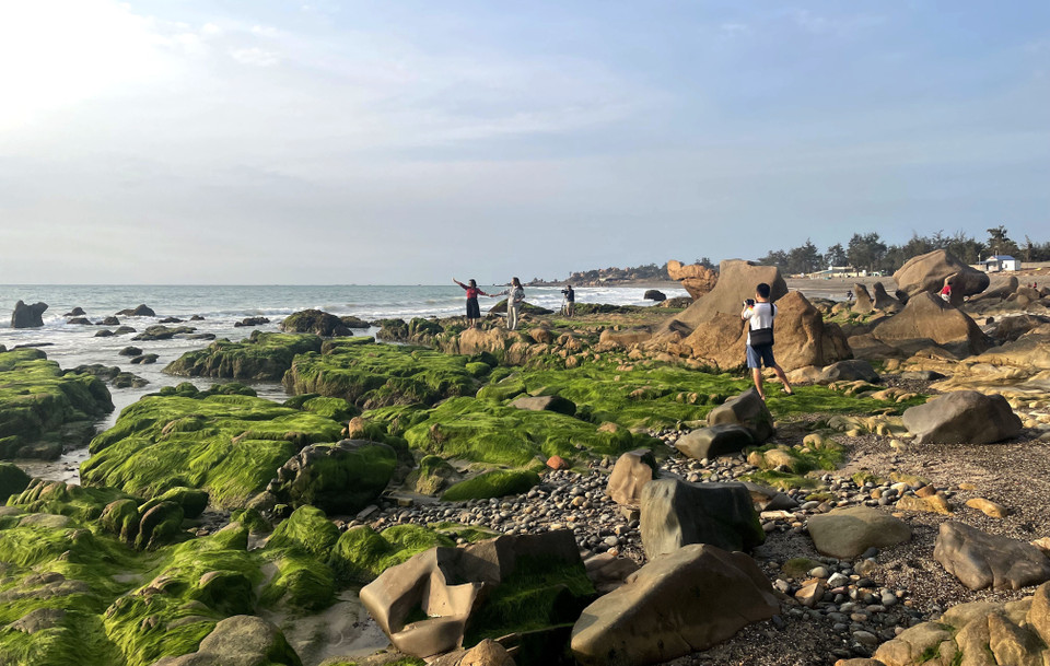 Estos días, muchos turistas acuden a la playa de Co Thach - Binh Thanh, comuna de Lien Huong, provincia de Lam Dong para "buscar musgo". (Fuente: VNA)