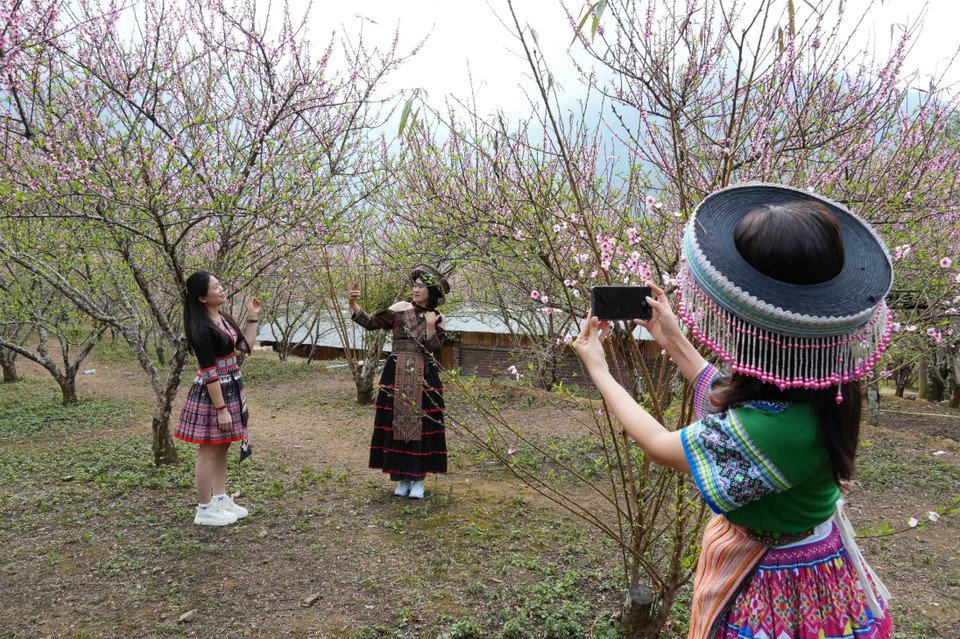 Turistas disfrutan tomándose fotos con las flores de durazno. (Fuente: VNA)