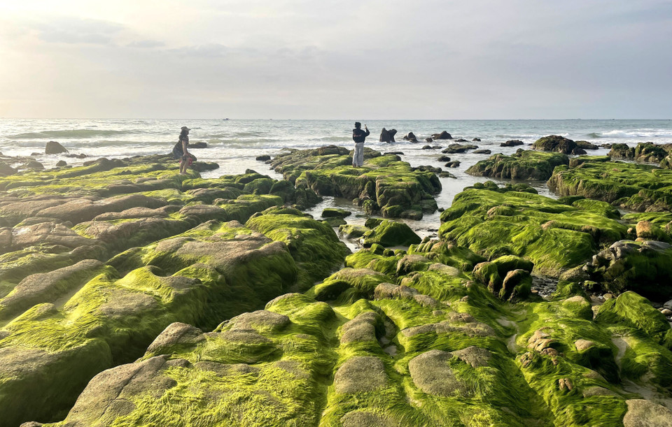 La playa cubierta de musgo de Co Thach - Binh Thanh, comuna de Lien Huong, provincia de Lam Dong, atrae a turistas que disfrutan explorando y tomando fotos. (Fuente: VNA)