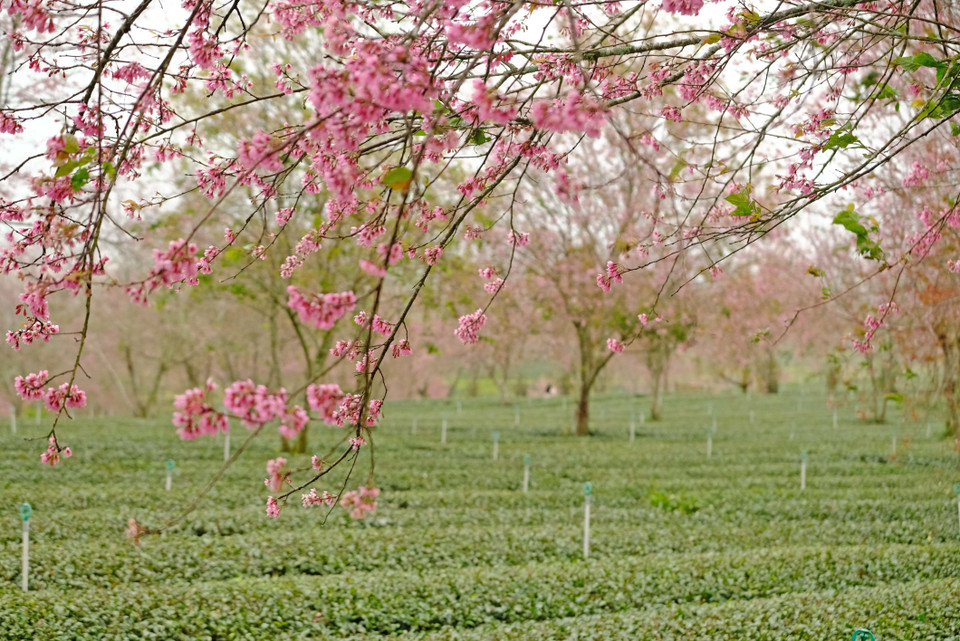 Bosque de flores de mai anh dao en plena floración entre la colina de té de Cau Dat, comuna de Xuan Truong, ciudad de Da Lat. (Fuente: VNA)