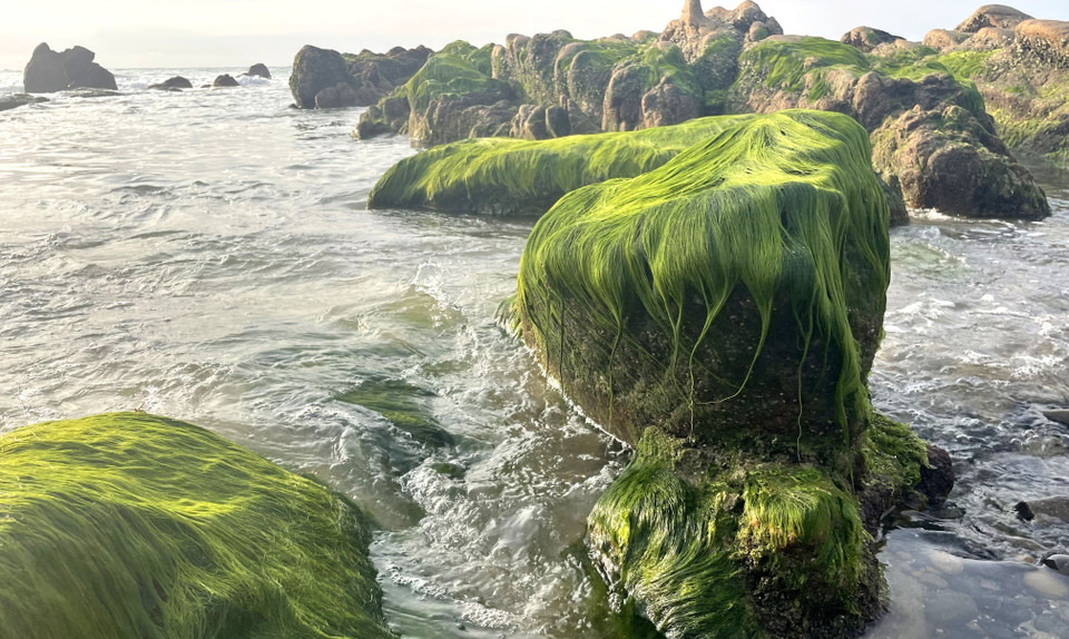 Un espeso musgo verde cubre las rocas de la playa de Co Thach como un manto de terciopelo. (Fuente: VNA)