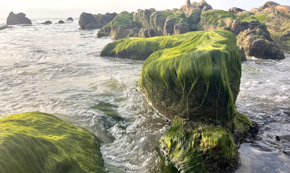 Un espeso musgo verde cubre las rocas de la playa de Co Thach como un manto de terciopelo. (Fuente: VNA)
