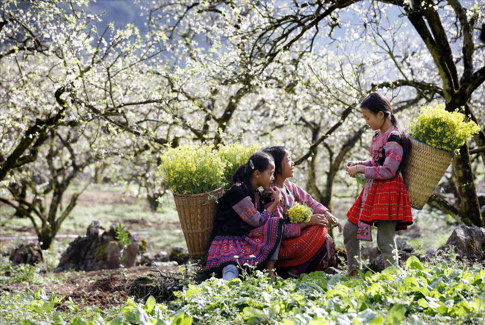 Los campos de ciruelos están cubiertos de flores blancas en Long Luong (Moc Chau). (Fuente: VNA)
