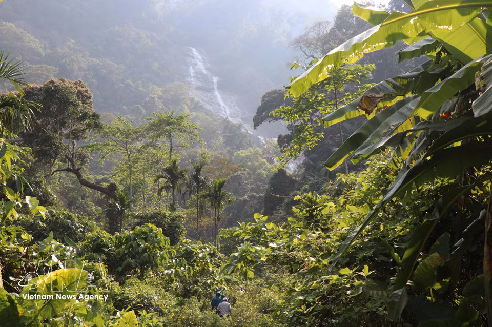 El ecosistema forestal primario en la cascada Lua. (Fuente: VNA)