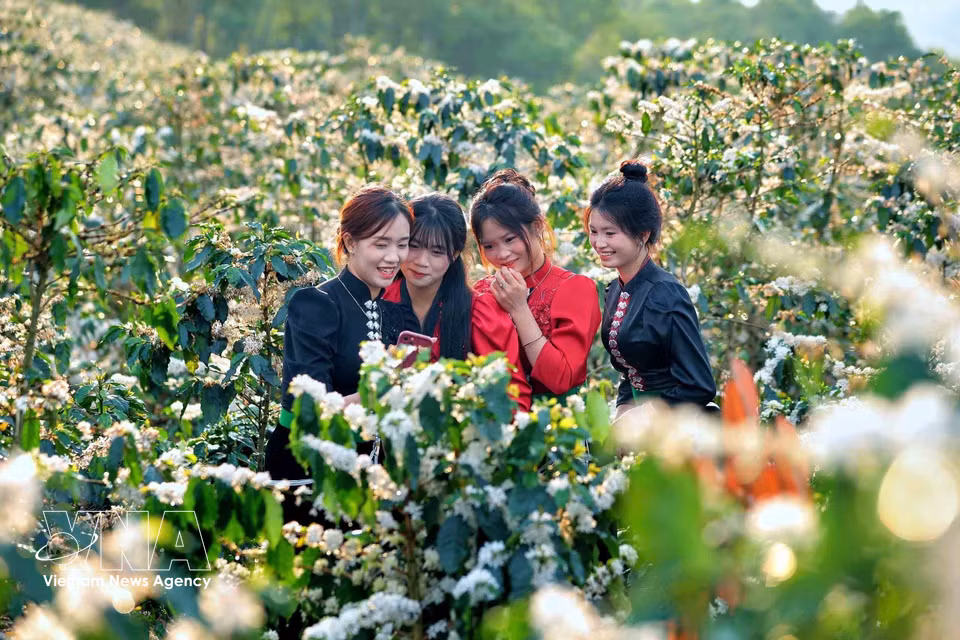 Durante esta temporada, la floración de los cafetos convierte la zona en un destino popular para quienes buscan disfrutar del paisaje natural y capturar imágenes. (Foto: VNA)