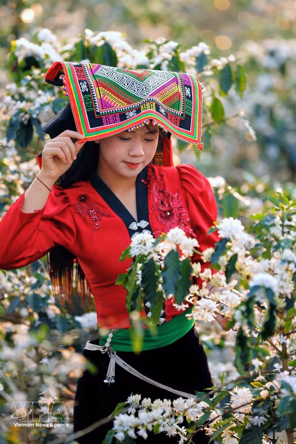 La etapa de floración del café aporta una atmósfera tranquila y delicada a las laderas de Chieng Mai, atrayendo a visitantes que recorren la zona para contemplar el paisaje y tomar fotografías. (Foto: VNA)