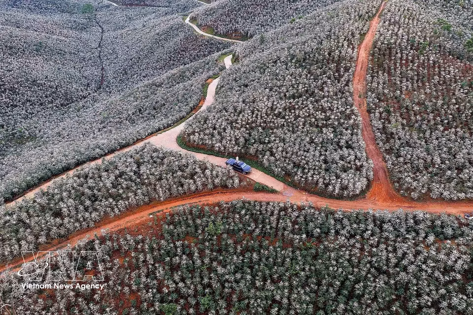 La abundante floración del café transforma las colinas de Chieng Mai en un escenario natural de gran belleza y atmósfera romántica. (Foto: VNA)