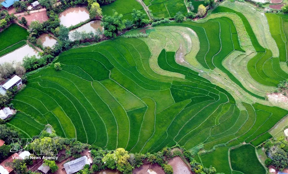 Arrozales en terrazas en la aldea de Ta Vai, comuna de Chieng Hac, provincia de Son La. (Fuente: VNA)