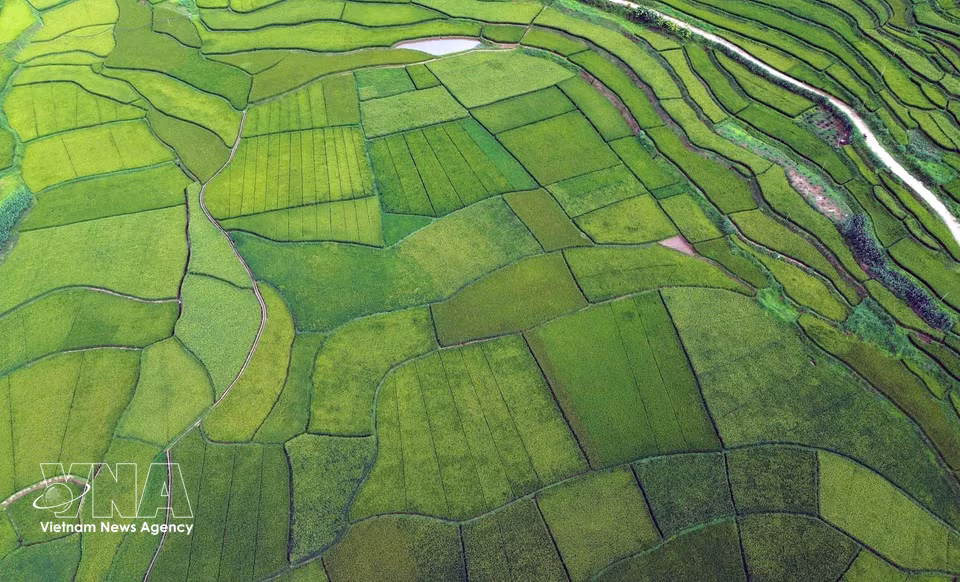 Arrozales en terrazas en la aldea de Hun, barrio de Chieng Coi, provincia de Son La. (Fuente: VNA)